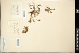 Thumbnail for <i>Astragalus campestris</i> <i></i> …