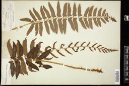 Thumbnail for <i>Polystichum acrostichoides</i> <i></i> …