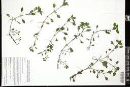 Thumbnail for <i>Ludwigia palustris</i> <i></i> …