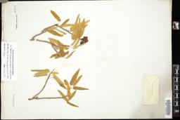 Thumbnail for <i>Jatropha pauciflora</i> <i></i> …