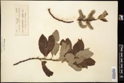 Thumbnail for <i>Salix canescens</i> <i></i> …