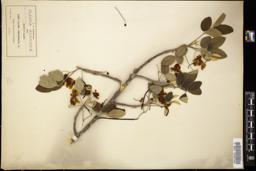 Thumbnail for <i>Cassia emarginata</i> <i></i> …