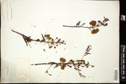 Thumbnail for <i>Acacia arabica</i> <i></i> …