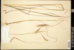 Thumbnail for <i>Andropogon fastigiatus</i> <i></i> …