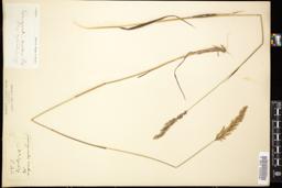 Thumbnail for <i>Calamagrostis montana</i> <i></i> …