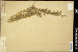 Thumbnail for <i>Fagonia arabica</i> <i></i> …