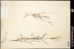 Thumbnail for <i>Panicum fimbriatum</i> <i></i> …