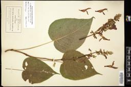 Thumbnail for <i>Salvia atrocaulis</i> <i></i> …