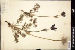 Thumbnail for <i>Anemone montana</i> <i></i> …