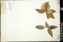 Thumbnail for <i>Bernardia intermedia</i> <i></i> …