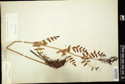 Thumbnail for <i>Osmunda regalis</i> <i></i> …