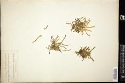 Thumbnail for <i>Selaginella selaginoides</i> <i></i> …