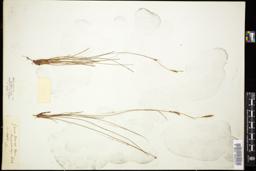 Thumbnail for <i>Carex tenuis</i> <i></i> …
