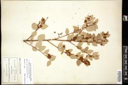 Thumbnail for <i>Litsea pedicellata</i> <i></i> …