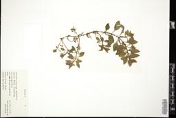 Thumbnail for <i>Ludwigia palustris</i> <i></i> …
