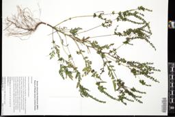 Thumbnail for <i>Ambrosia artemisiifolia</i> <i></i> …