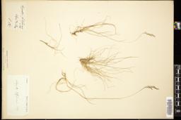 Thumbnail for <i>Agrostis filiformis</i> <i></i> …