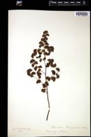 Thumbnail for <i>Adiantum emarginatum</i> <i></i> …