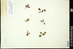 Thumbnail for <i>Dorstenia tuberosa</i> <i></i> …