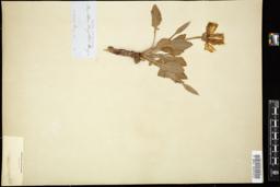 Thumbnail for <i>Oenothera wrightii</i> <i></i> …