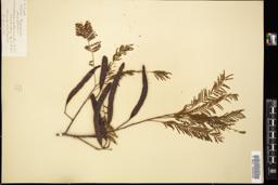 Thumbnail for <i>Acacia cochliacantha</i> <i></i> …