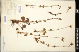 Thumbnail for <i>Saxifraga granulata</i> <i></i> …