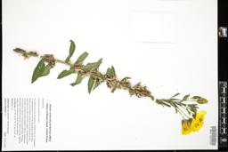 Thumbnail for <i>Oenothera parviflora</i> <i></i> …