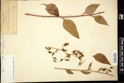 Thumbnail for <i>Lactuca acuminata</i> <i></i> …
