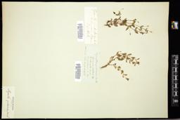 Thumbnail for <i>Ilysanthes gratioloides</i> <i></i> …