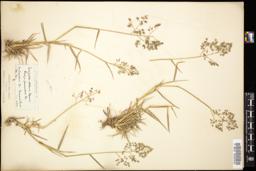 Thumbnail for <i>Eragrostis obtusa</i> <i></i> …