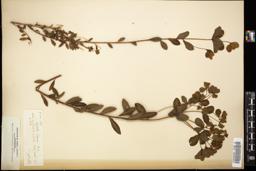 Thumbnail for <i>Euphorbia dumosa</i> <i></i> …