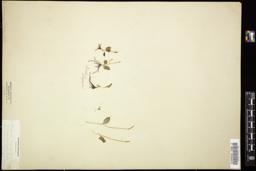 Thumbnail for <i>Ophioglossum bulbosum</i> <i></i> …