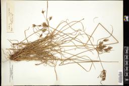 Thumbnail for <i>Cyperus polystachyus</i> <i></i> …