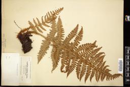 Thumbnail for <i>Dryopteris arguta</i> <i></i> …