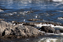 Thumbnail for Seagulls at Pawtucket …
