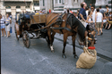 Thumbnail for Horse in Piazza, …