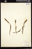 Thumbnail for <i>Spiranthes romanzoffiana</i> <i></i> …