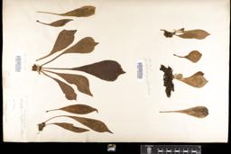 Thumbnail for <i>Antrophyum latifolium</i> <i></i> …