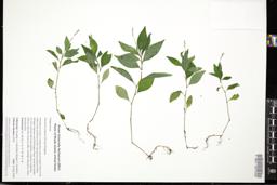 Thumbnail for <i>Persicaria longiseta</i> <i></i> …