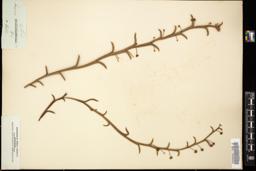Thumbnail for <i>Acacia alata</i> <i></i> …