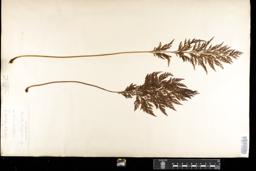 Thumbnail for <i>Davallia tenuifolia</i> <i></i> …