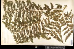 Thumbnail for <i>Pteris marginata</i> <i></i> …