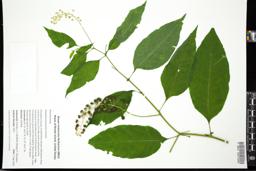 Thumbnail for <i>Phytolacca americana</i> <i></i> …