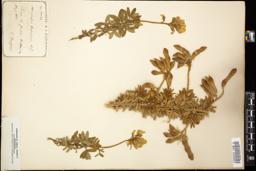 Thumbnail for <i>Adenocarpus hispanicus</i> <i></i> …