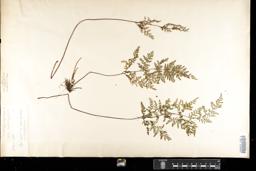 Thumbnail for <i>Cheilanthes tenuifolia</i> <i></i> …