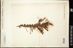 Thumbnail for <i>Acacia cultriformis</i> <i></i> …