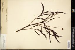 Thumbnail for <i>Acacia adenanthera</i> <i></i> …
