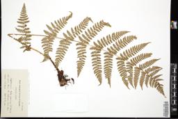 Thumbnail for <i>Athyrium filix-femina</i> <i></i> …