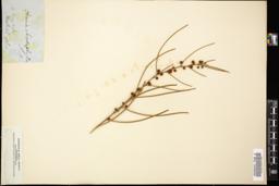 Thumbnail for <i>Acacia chordophylla</i> <i></i> …