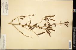 Thumbnail for <i>Adenocarpus complicatus</i> <i></i> …